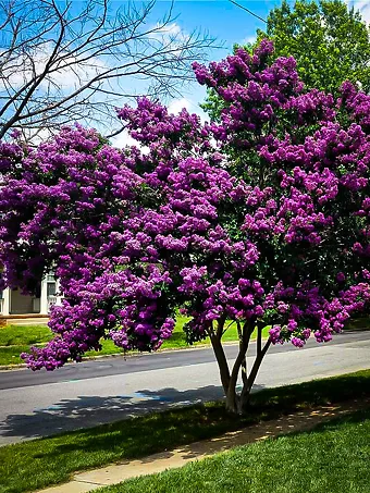 Purely Purple Black Diamond Crape Myrtle