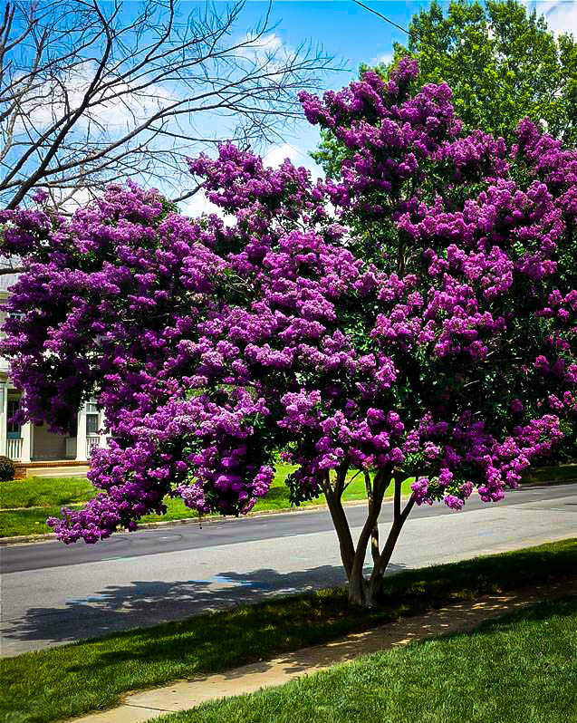 Crape Myrtle Black Diamond Purely Purple 1 