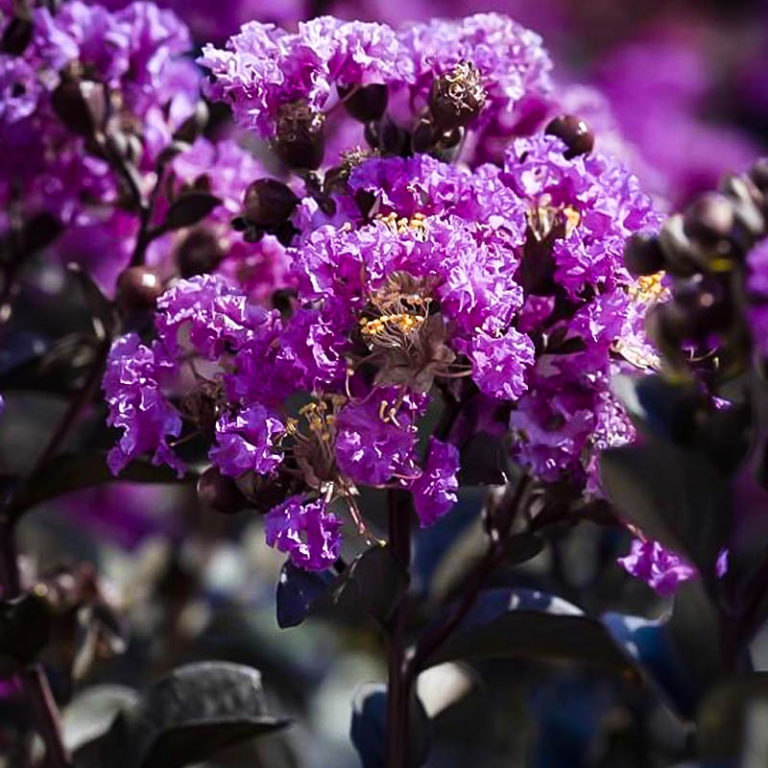 Purely Purple Black Diamond Crape Myrtles For Sale The Tree Center