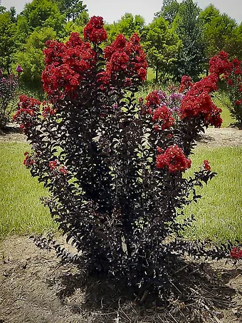 Red Hot Black Diamond Crape Myrtle