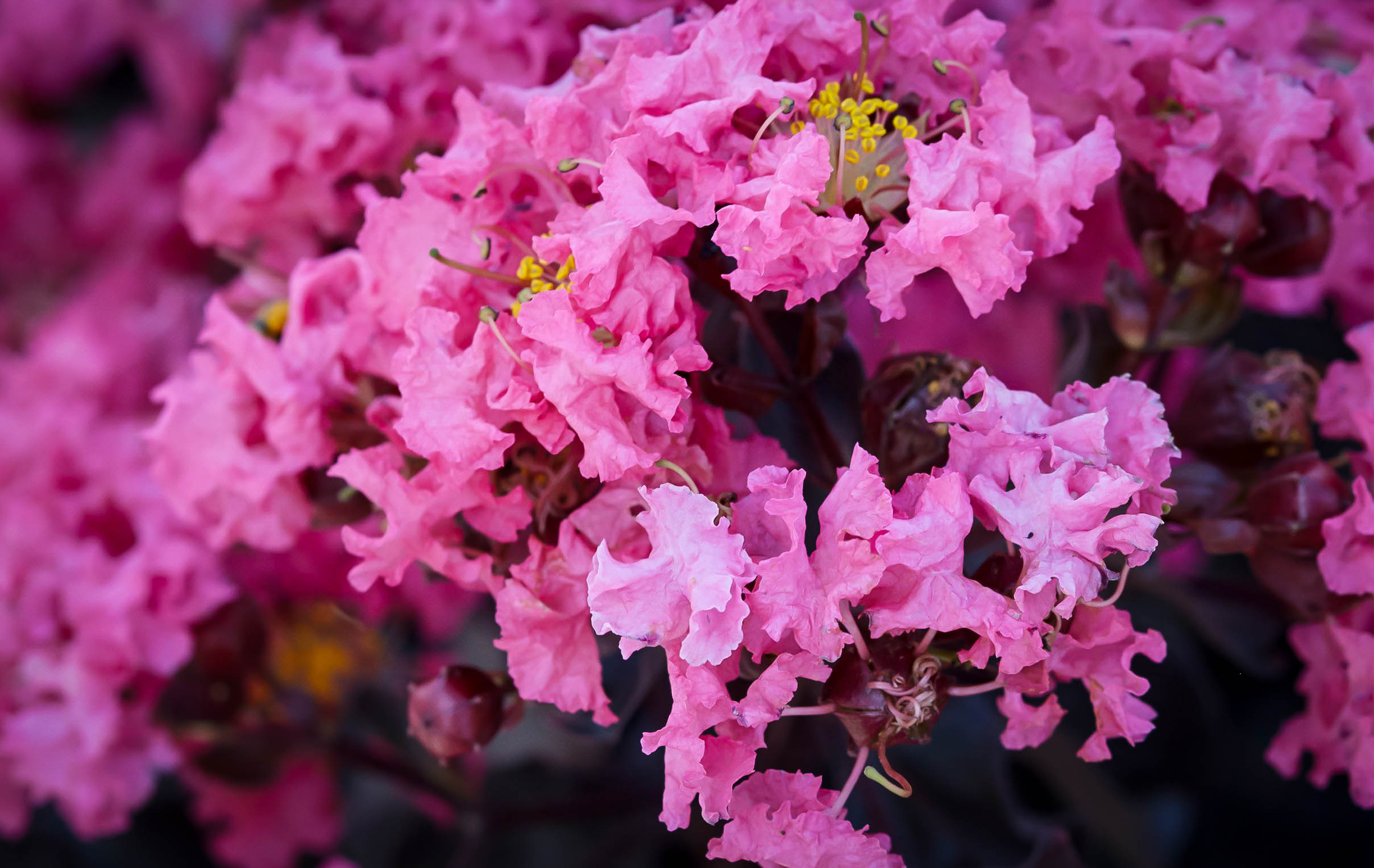 Shell Pink Black Diamond Crape Myrtles For Sale The Tree Center
