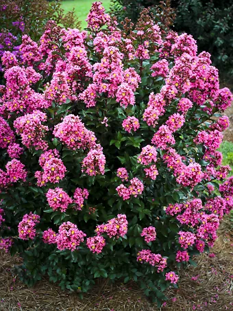 Coral Magic Crape Myrtle