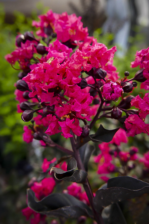 Midnight Magic Crape Myrtles For Sale | The Tree Center