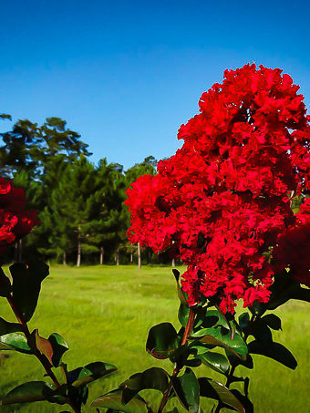 Miss Francis Crape Myrtle