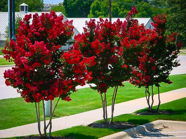 Buy Miss Francis Crape Myrtle Trees Online | The Tree Center