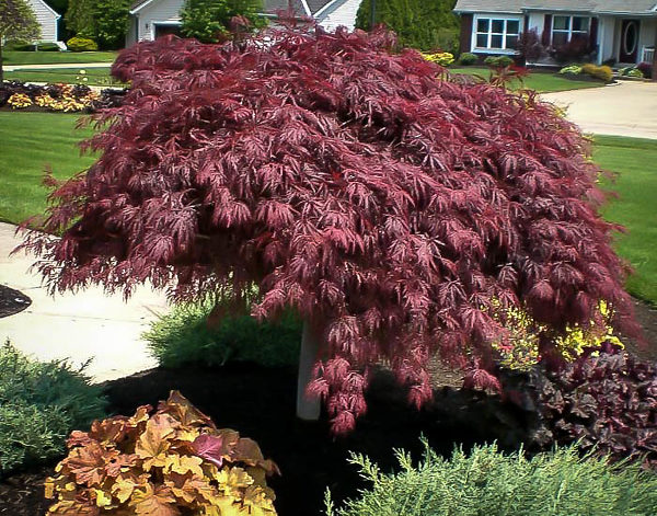Crimson Queen Japanese Maple For Sale Online The Tree Center