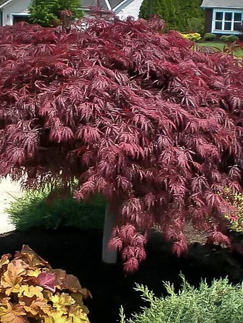 Crimson Queen Japanese Maple