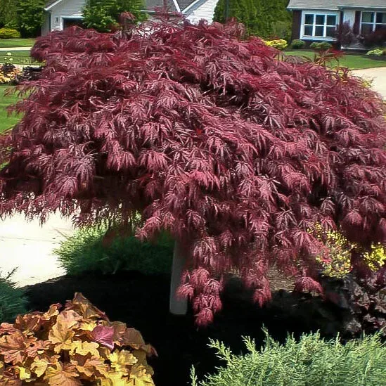 Image of Japanese maple shrub