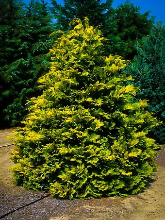 Golden Hinoki Cypress 'Crippsii'