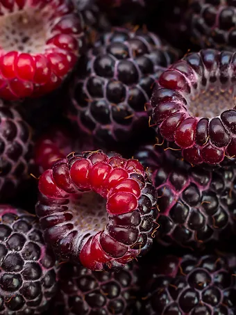 Cumberland Black Raspberry