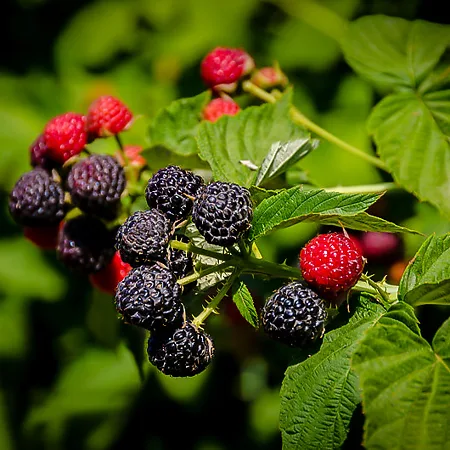 Raspberry Bushes