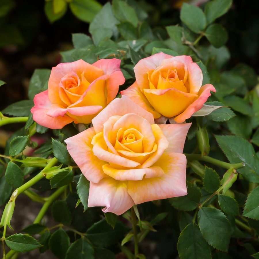 Buy Rose Bushes Online The Tree Center