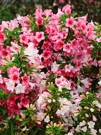 Sonic Bloom® Red Weigela - 3 gallon container – Lots of Plants