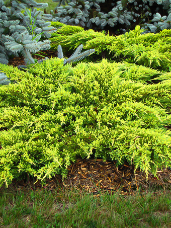 Daub's Frosted Juniper