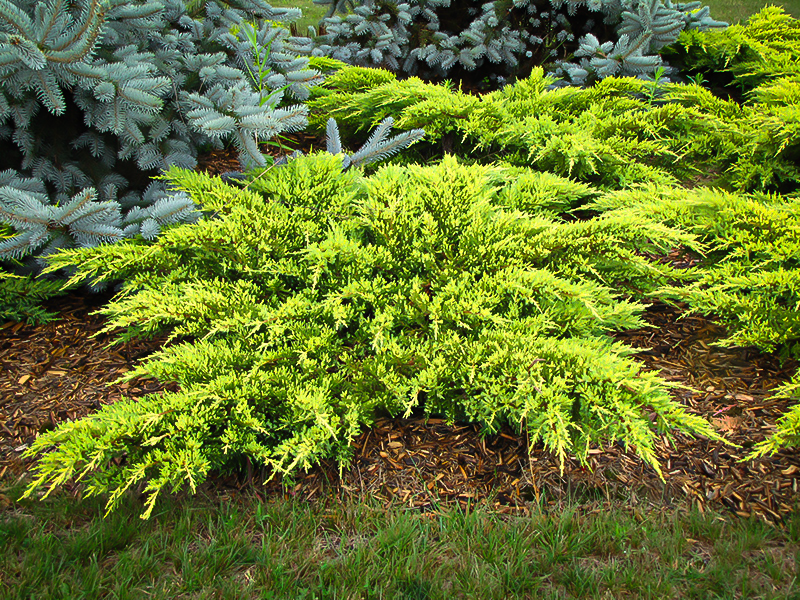 Daub’s Frosted Juniper