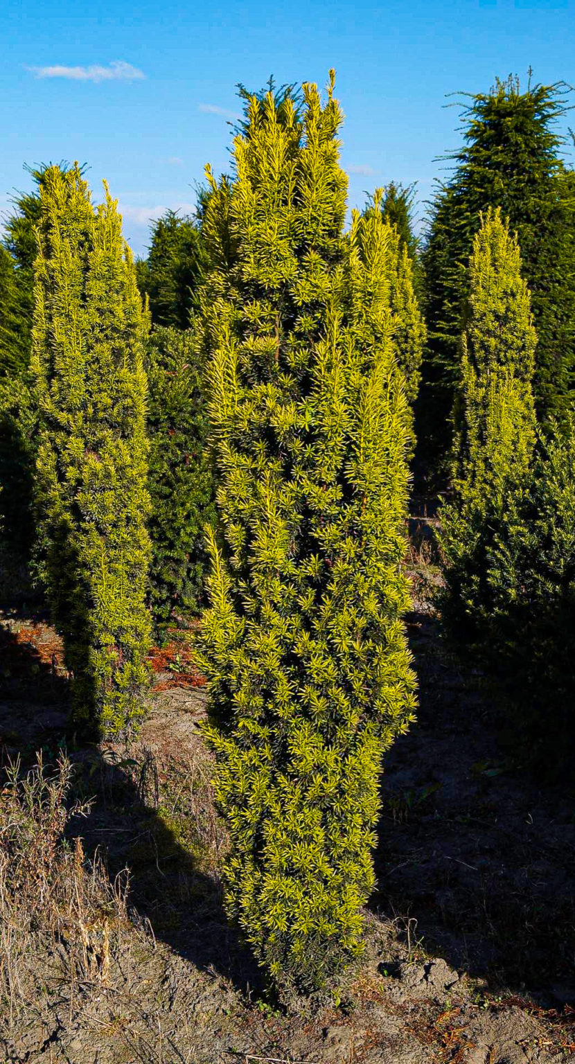 David Golden Yew Trees For Sale The Tree Center