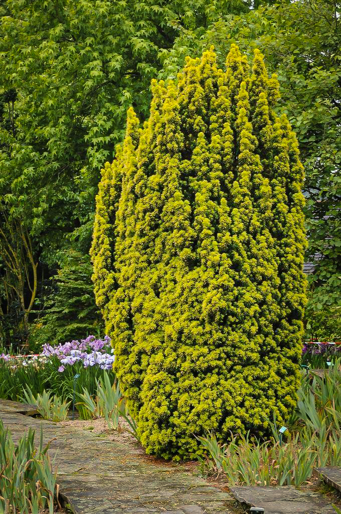 David Golden Yew Trees For Sale The Tree Center