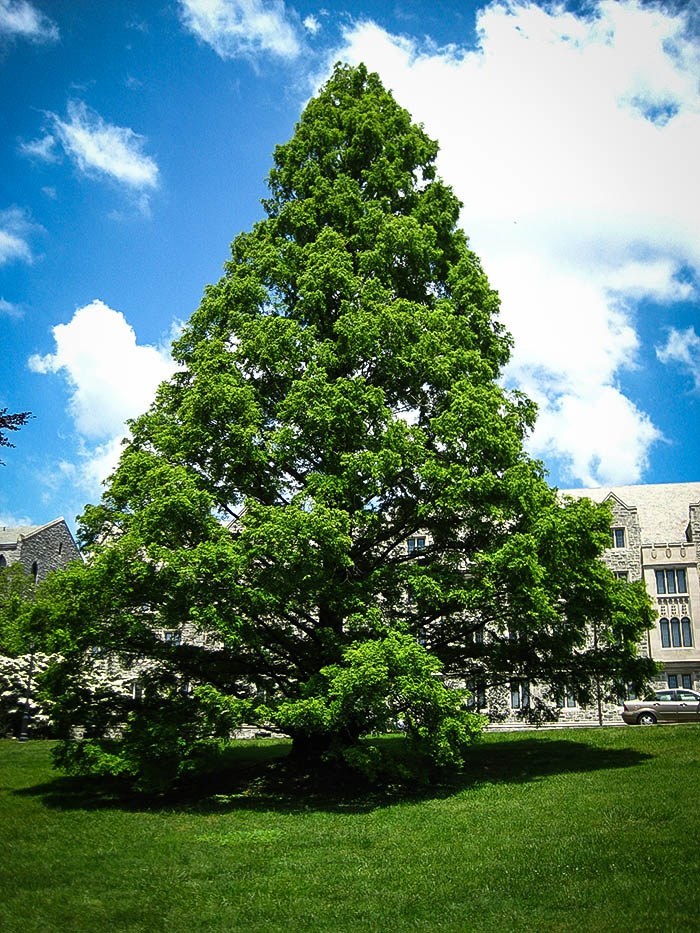 Dawn Redwood