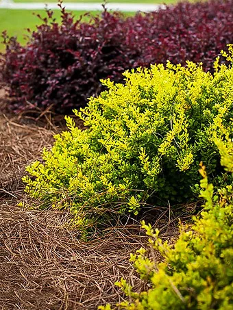 Daybreak® Barberry