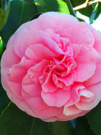 Debutante Camellia