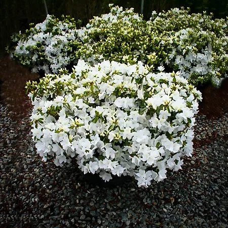 Encore® Azaleas