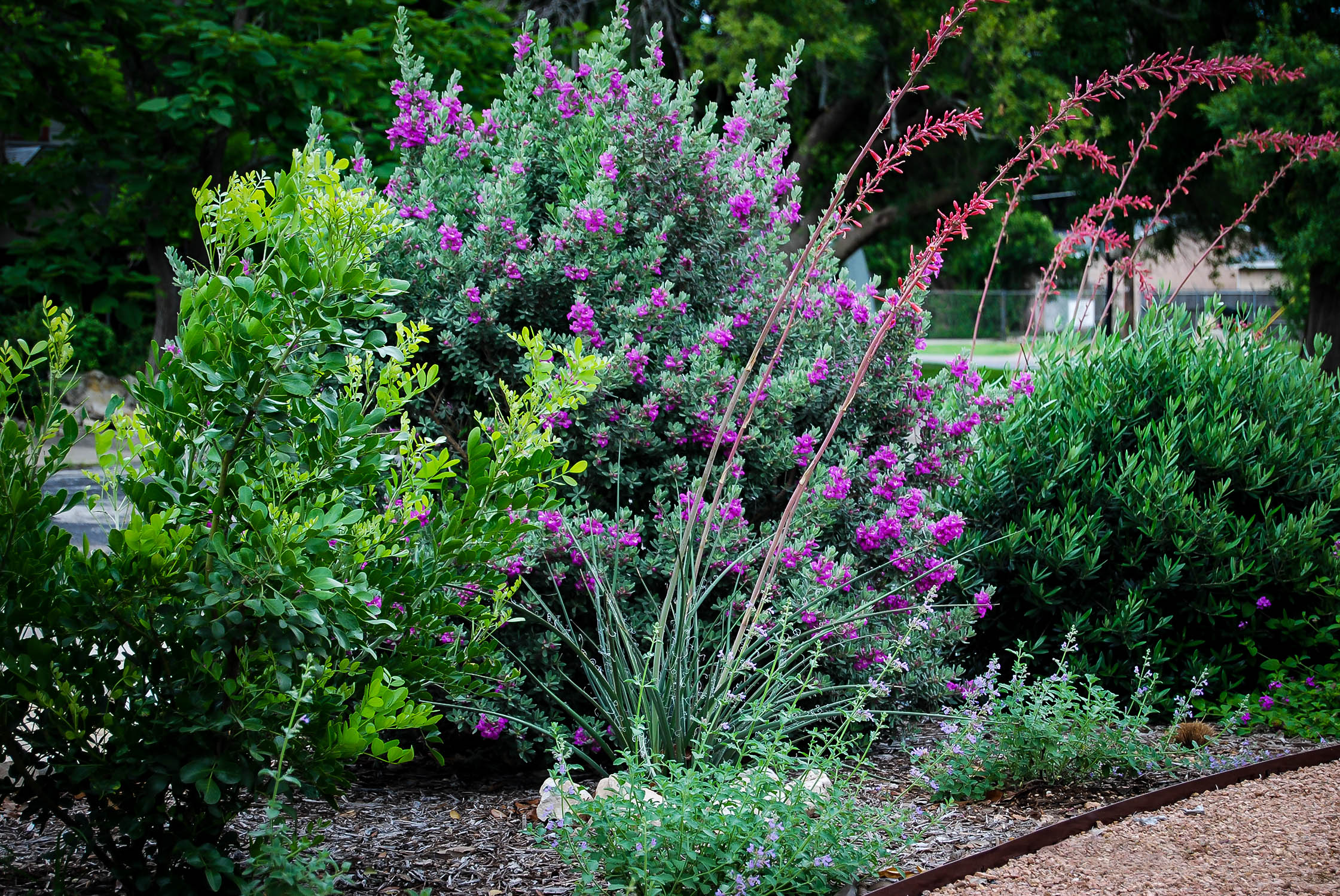 Image of Texas sage and yucca plants