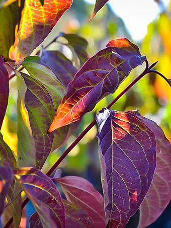 Cayenne Silky Dogwood