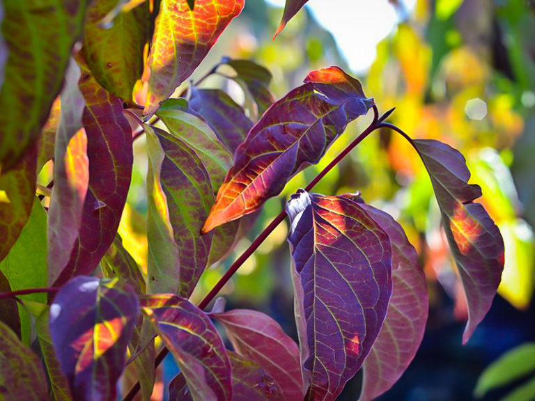 Cayenne Silky Dogwood Shrubs For Sale The Tree Center