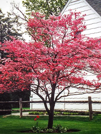 Cherokee Chief Dogwood Tree