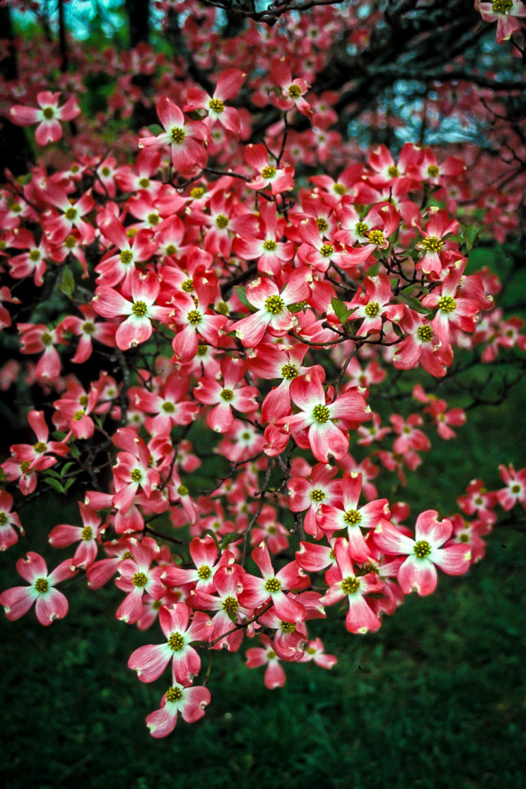 cherokee brave dogwood for sale near me cherokee brave dogwood for sale near me