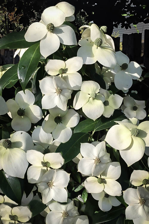 Empress of China Dogwood Trees For Sale The Tree Center