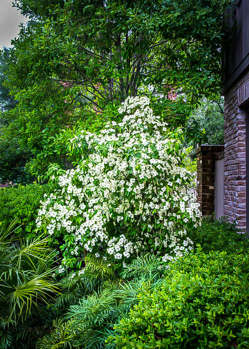 Empress of China Dogwood Trees For Sale The Tree Center