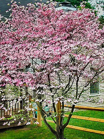Stellar Pink® Dogwood Tree
