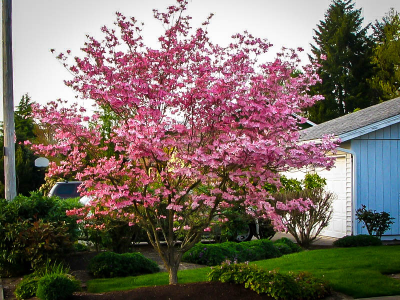 are pink dogwoods native