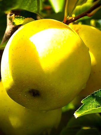 Dorsett Golden Apple Tree Branch