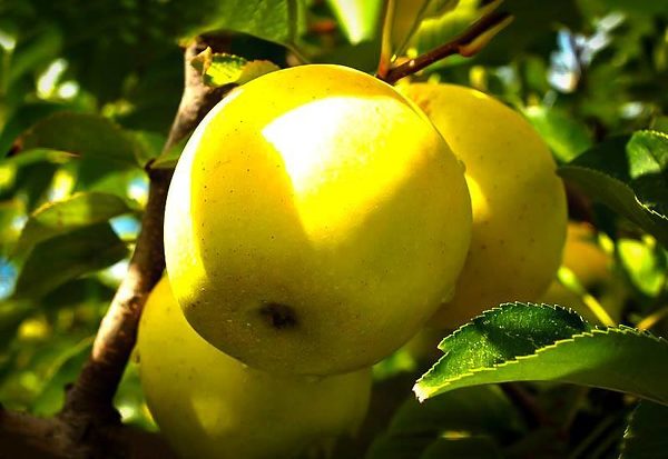 Dorsett Golden Apple Tree Branch