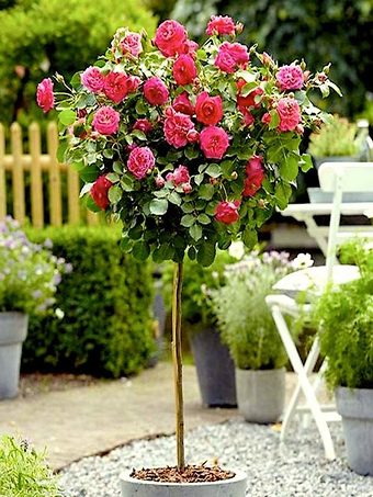 Double Pink Knockout Rose For Sale Online | The Tree Center