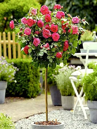Pink Double Knock Out® Rose - Tree Form