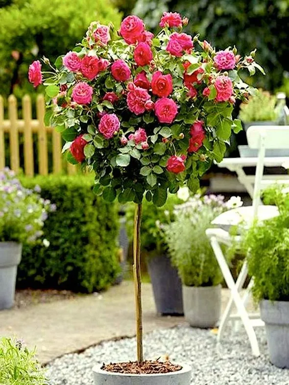 Double Pink Knockout Rose Tree