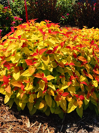 Double Play® Candy Corn Spirea