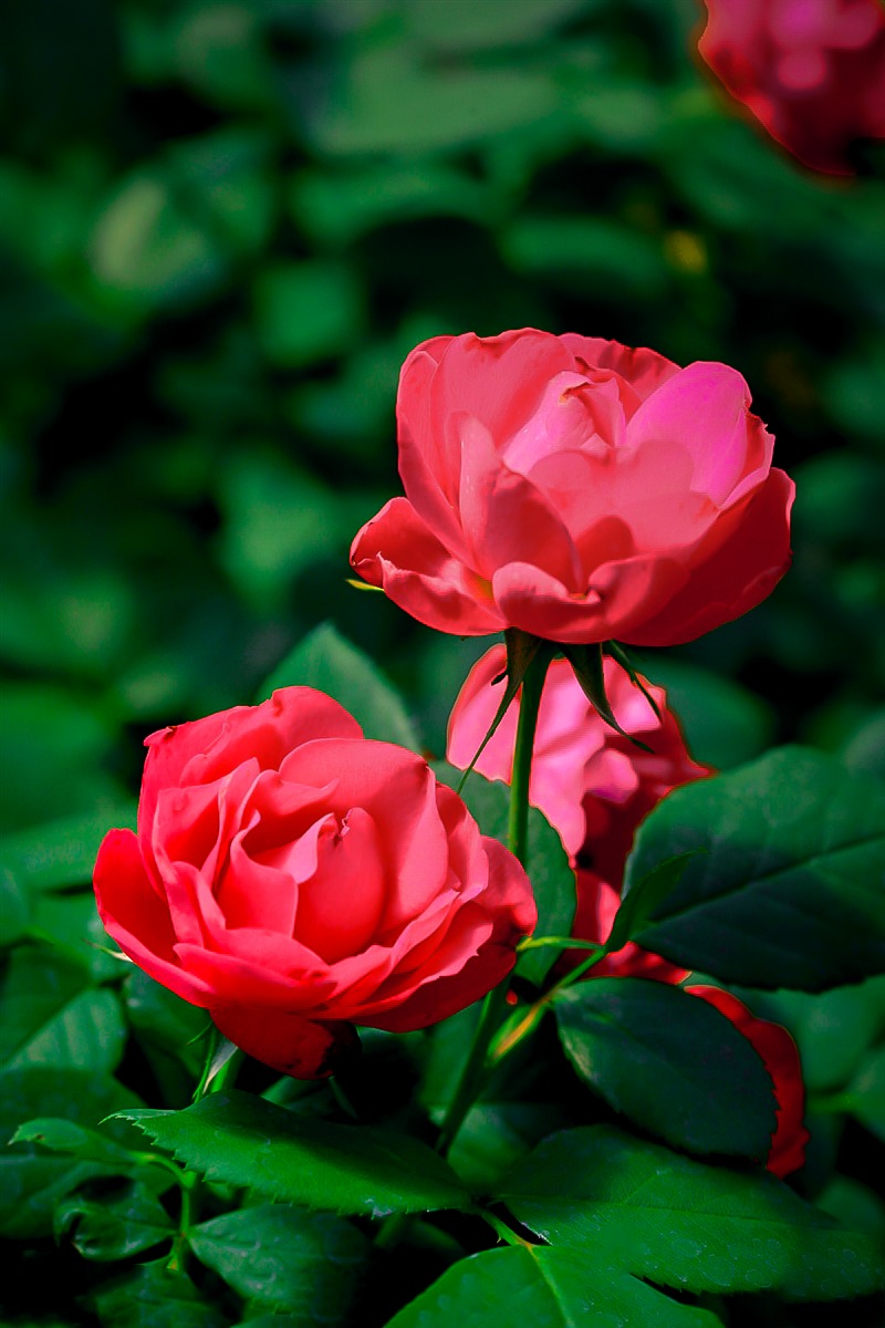 Red Flowers 1 Gallon Oso Easy Double Red Landscape Rose Rosa Live Shrub