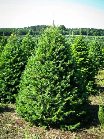 Douglas Fir