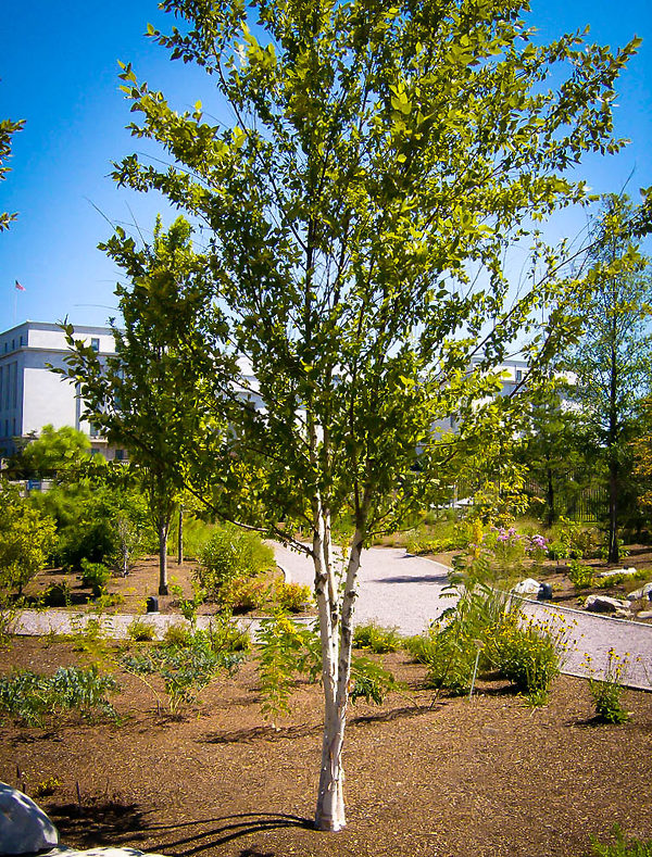 River Birch Is a Favored Yard Tree in the Southern U.S.