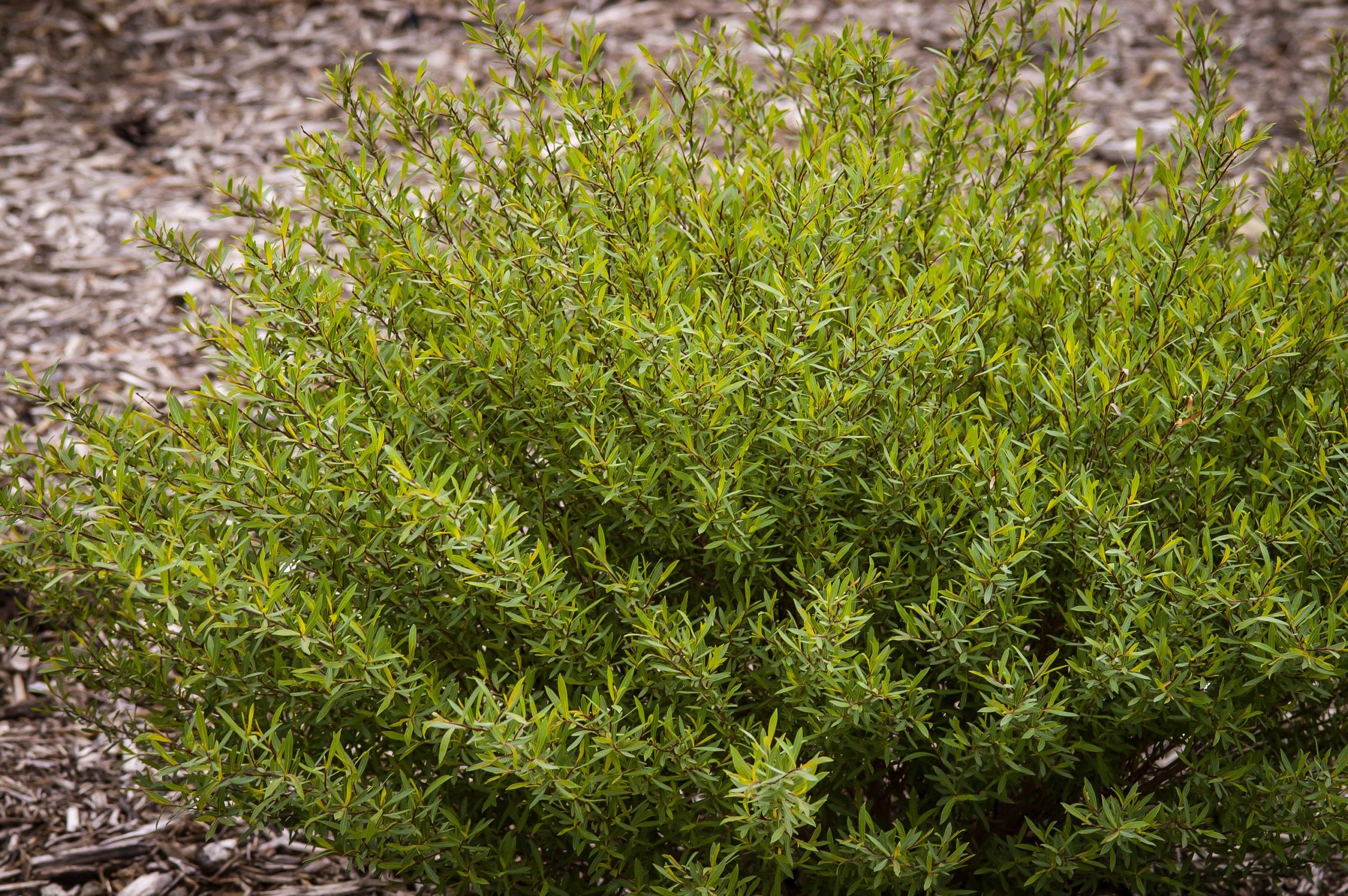 Dwarf Arctic Willow Shrubs For Sale The Tree Center