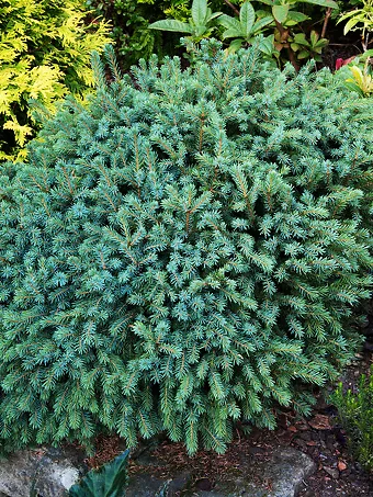 Dwarf Black Spruce