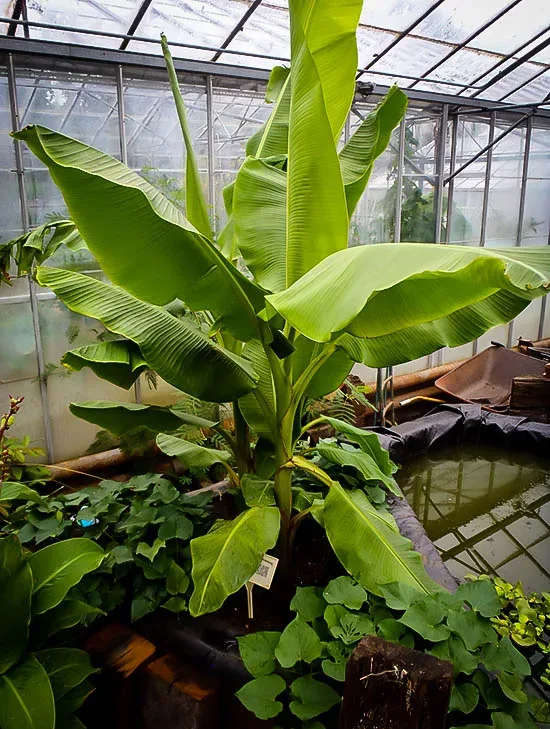 Dwarf Cavendish Banana Trees For Sale The Tree Center