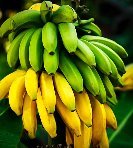 Fruto de bananeira semi anão
