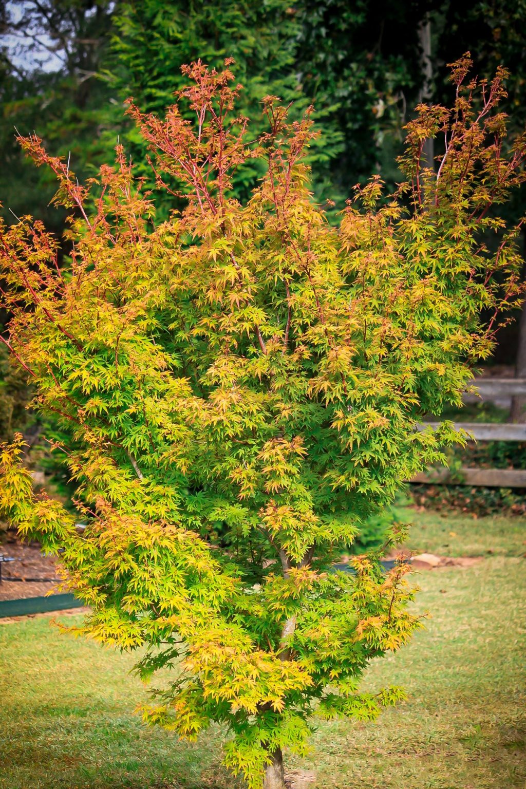 Dwarf CoralBark Japanese Maples For Sale Online The Tree Center