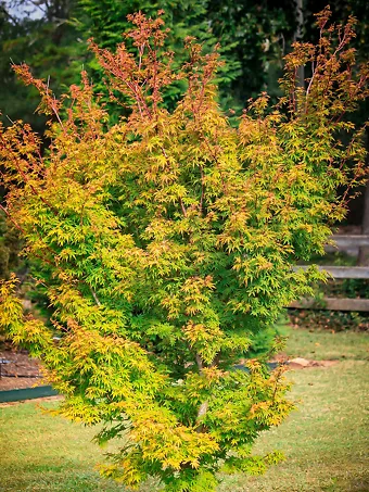 Dwarf Coral Bark Japanese Maple