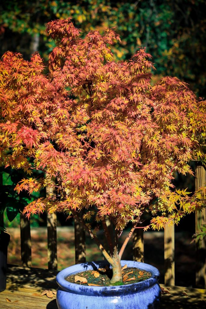 Dwarf CoralBark Japanese Maples For Sale Online The Tree Center